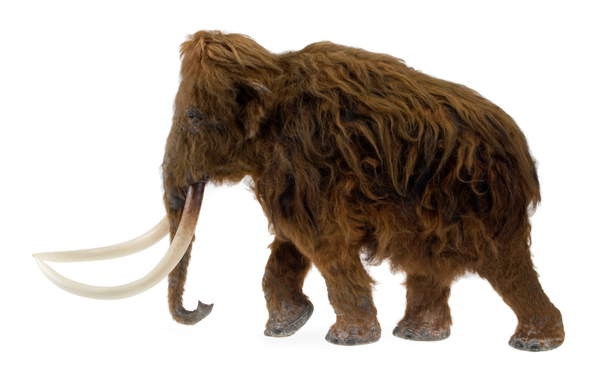Model of the Ilford Mammoth (photo) / Natural History Museum, London, UK / Bridgeman Images
