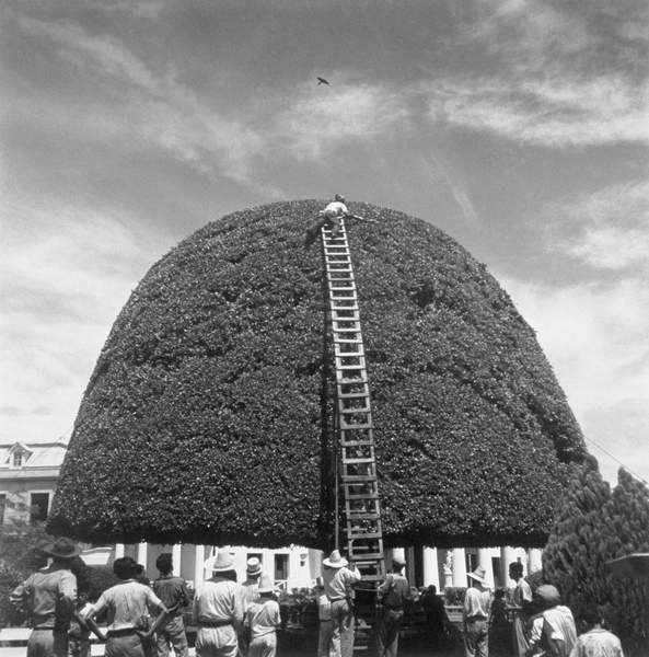A species of fig receives a bi-montly pruning in Managua, Managua, Nicaragua, 1944 (b/w photo) / Luis Marden/National Geographic Image Collection / Bridgeman Images
