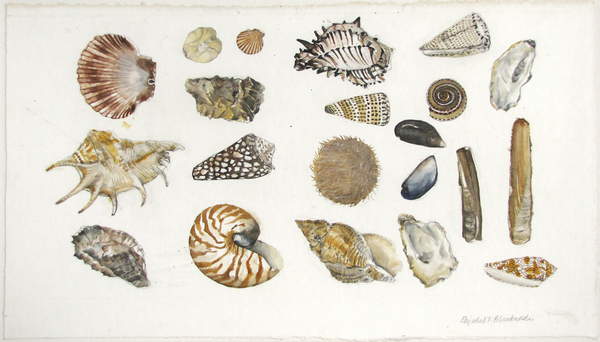 image of Shells (pencil & w/c on paper) © Dame Elizabeth Blackadder / Courtesy of The Scottish Gallery, Edinburgh / Bridgeman Images