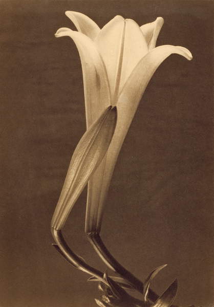 Stampa in platino di un giglio di Tina Modotti, 1925  (1896-1942) / Private Collection / Photo © GraphicaArtis / Bridgeman Images 