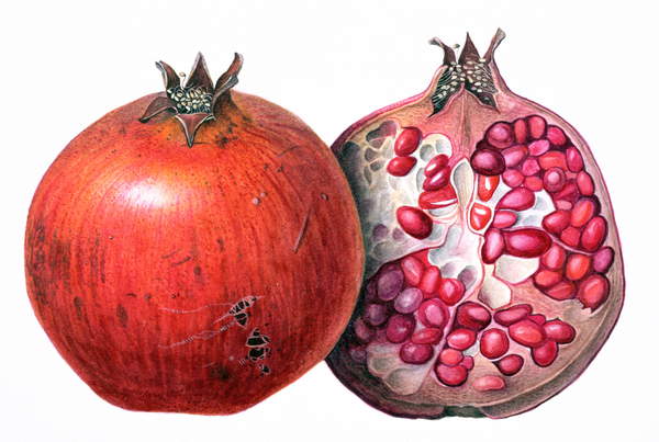 Pomegranate, 1995 (w/c on paper)  © Margaret Ann Eden / Bridgeman Images