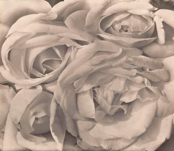 foto intitolata Rose, Messico di Tina Modotti, 1924 (platinum print), (1896-1942) / Photo © GraphicaArtis / Bridgeman Images 