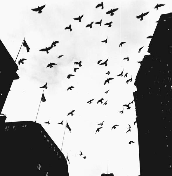 Pigeons, New York 1943 / Photo © Fred Stein / Bridgeman Images