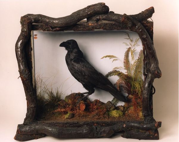 Grip, the pet raven of Charles Dickens / Free Library of Philadelphia 