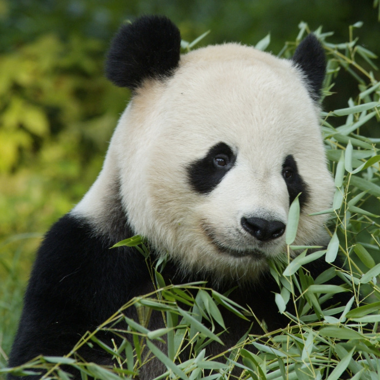 Panda with bamboo / Photo © National Zoological Park, Smithsonian Institution / Bridgeman Images